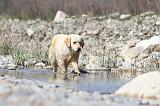 GOLDEN RETRIEVER 452